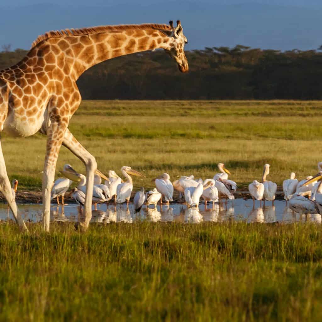 Lake Nakuru National Park