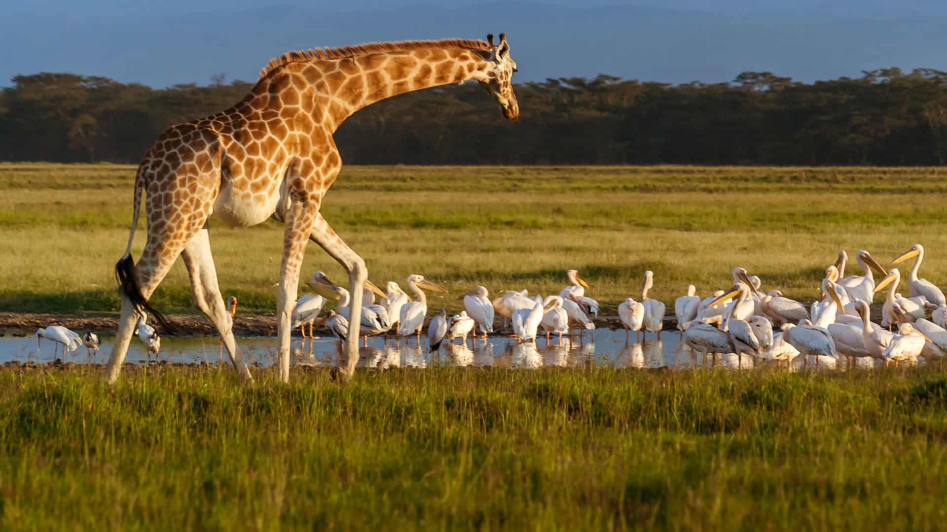 Explore Lake Nakuru National Park: Your Enchanting 2025 Getaway