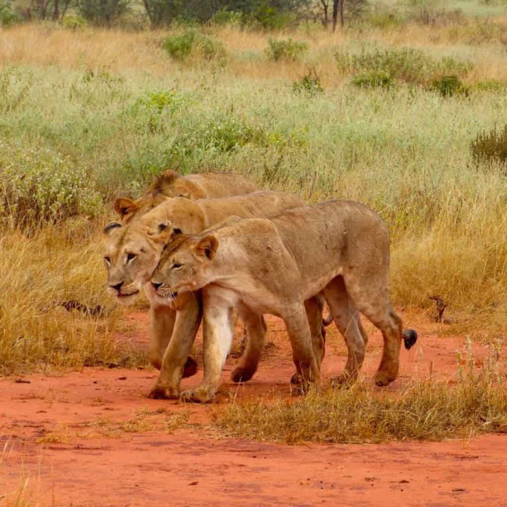 TSAVO EAST
