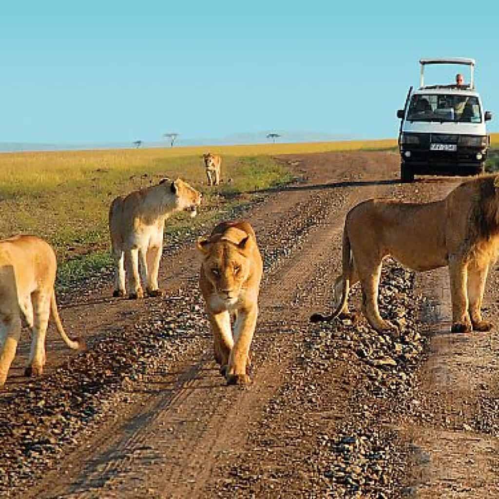 TSAVO EAST