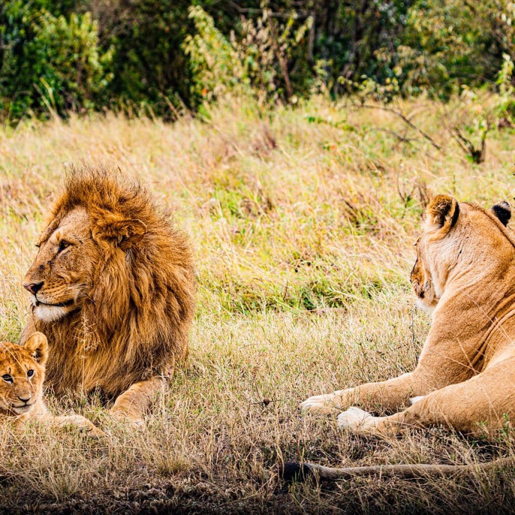 Maasai Mara National Reserve