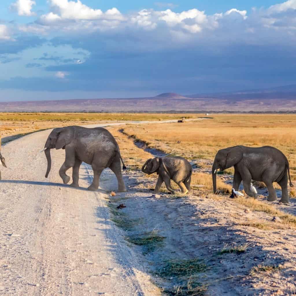 Top Safari Destinations in Kenya: A Comprehensive Guide for 2025