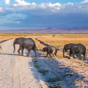 Top safari destinations in Kenya
