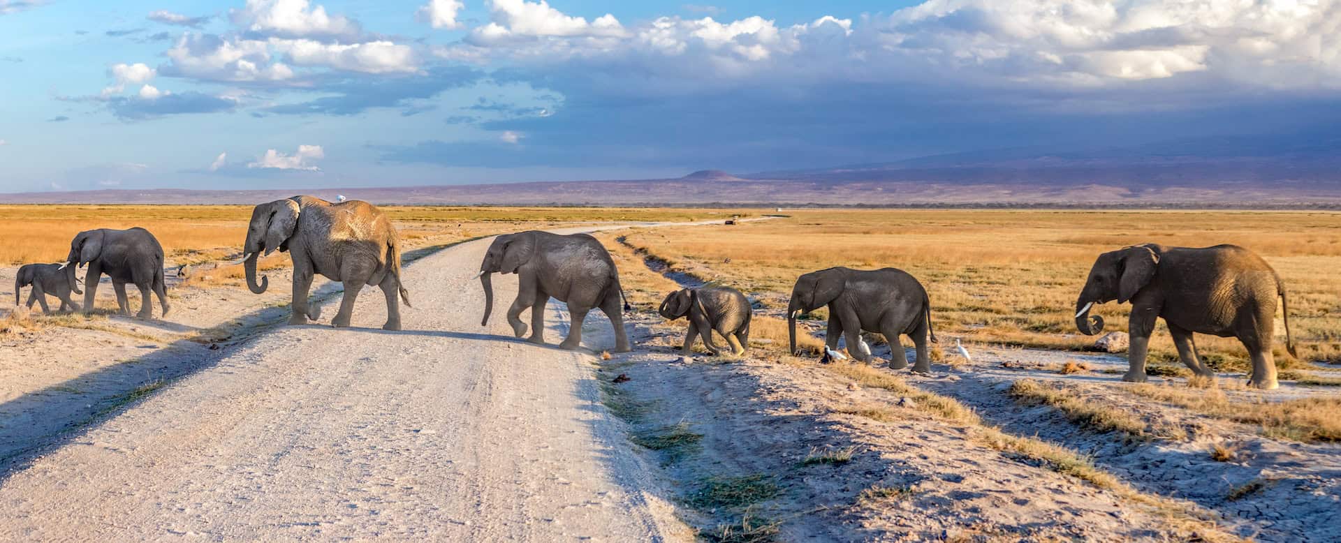 Top Safari Destinations in Kenya: A Comprehensive Guide for 2025
