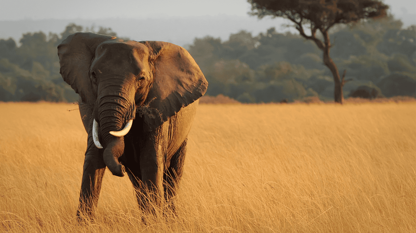 Exploring the Wonders of Kenya on a Budget Camping Safari.