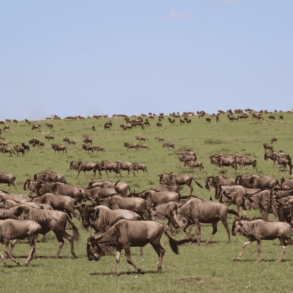 A 10-Day Safari Itinerary in Kenya.