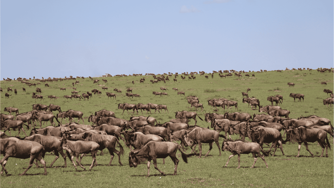 A 10-Day Safari Itinerary in Kenya.