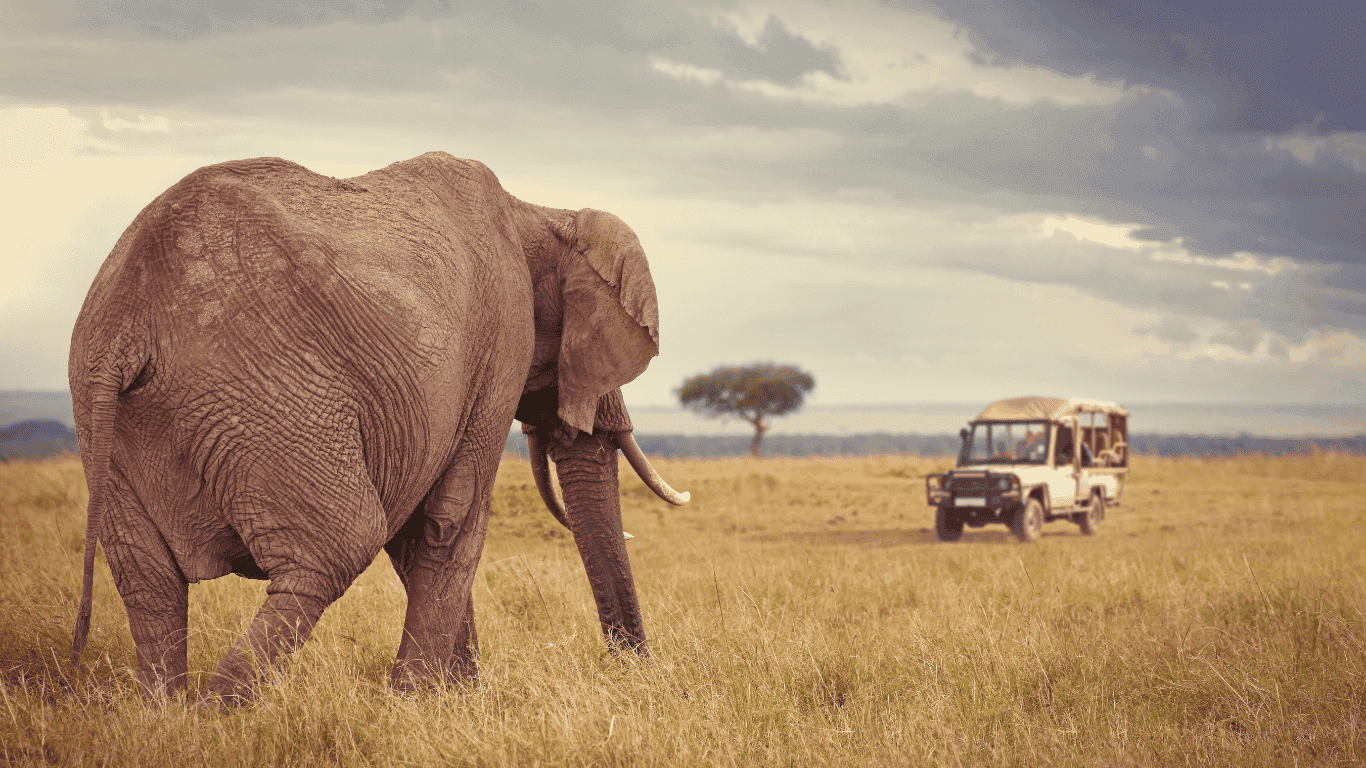 How to Plan Your First Safari to Kenya in 2025
