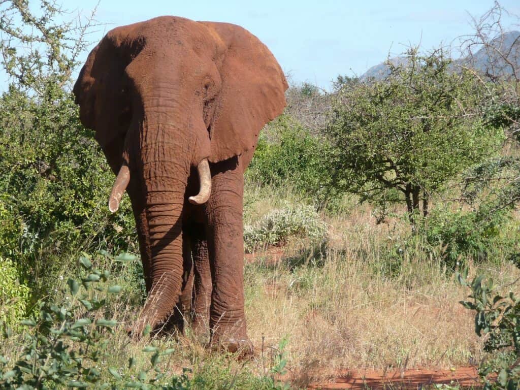 red, elephant, tsavo