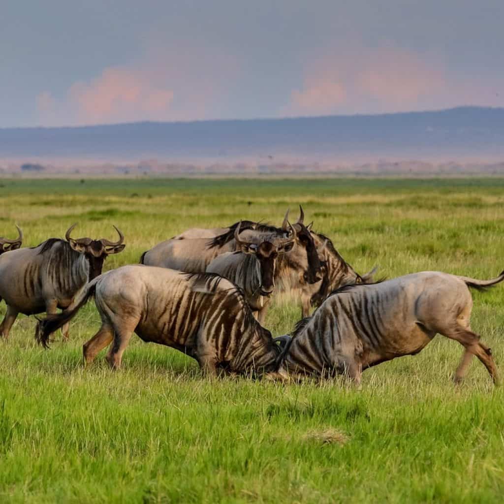 africa, kenya, amboseli