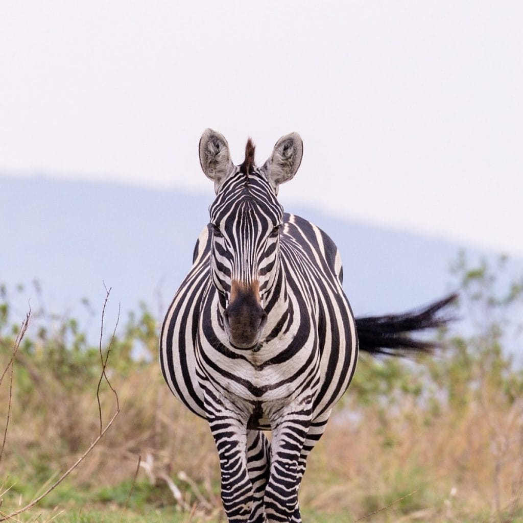 zebra, animal, wildlife