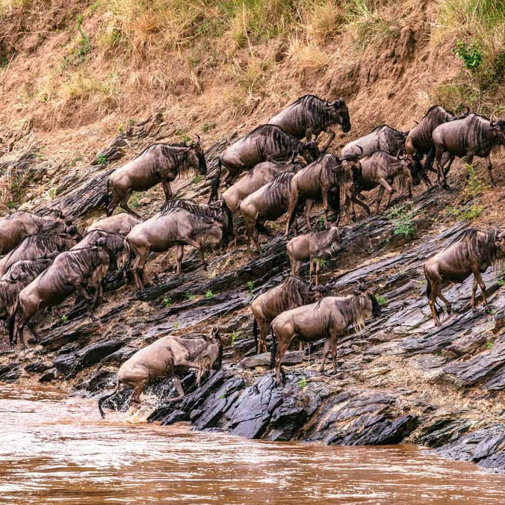 blue wildebeests, wildebeests, river