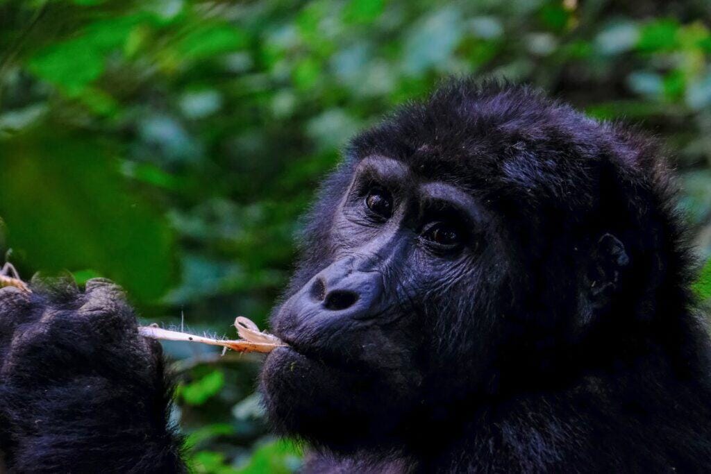 Close Up Photo of Gorilla