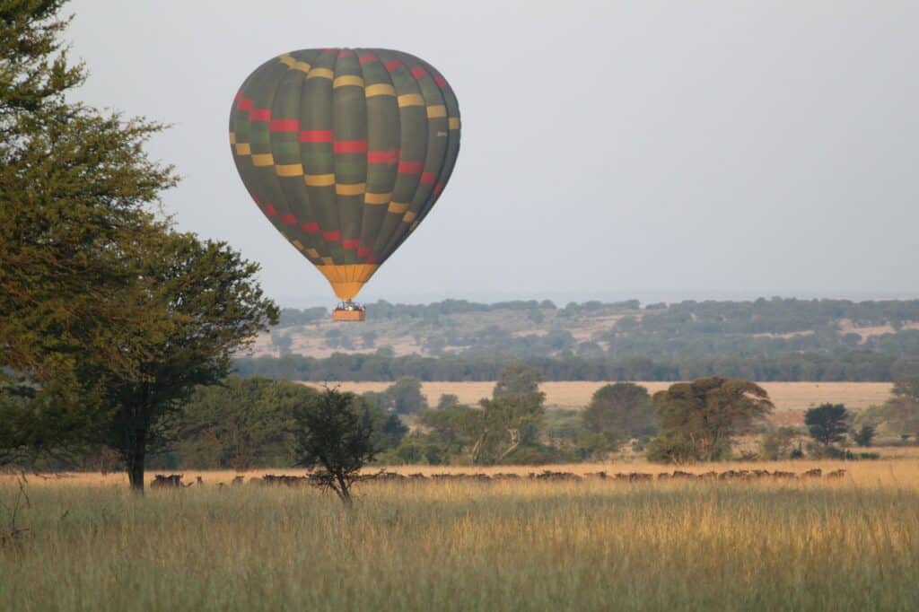 africa, nature, safari