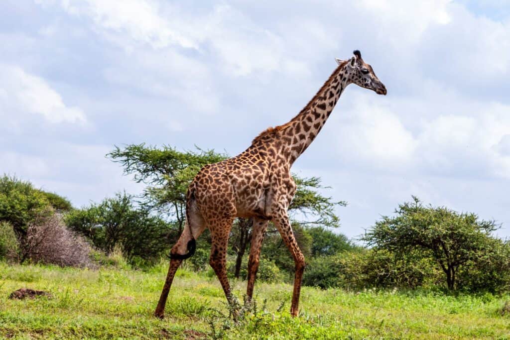 Giraffe during a beach to bush safari