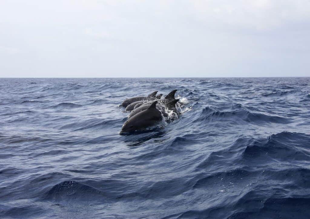 Wasini Dhow and Dolphin Excursion