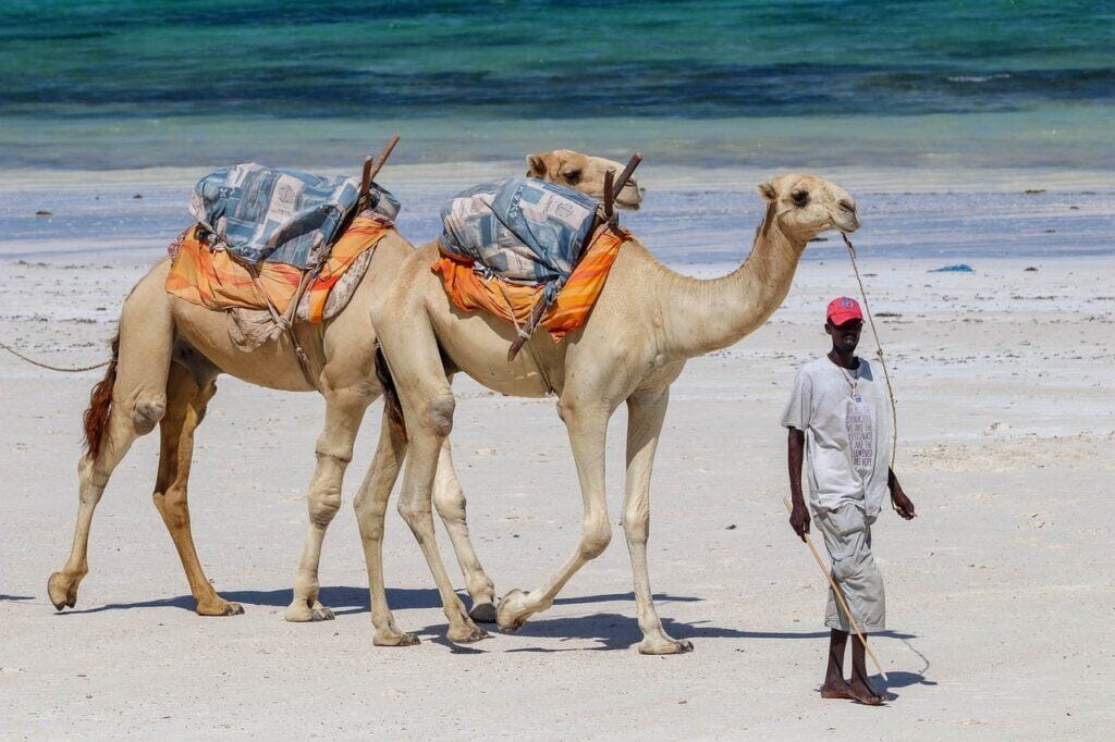 africa, kenya, diani beach
