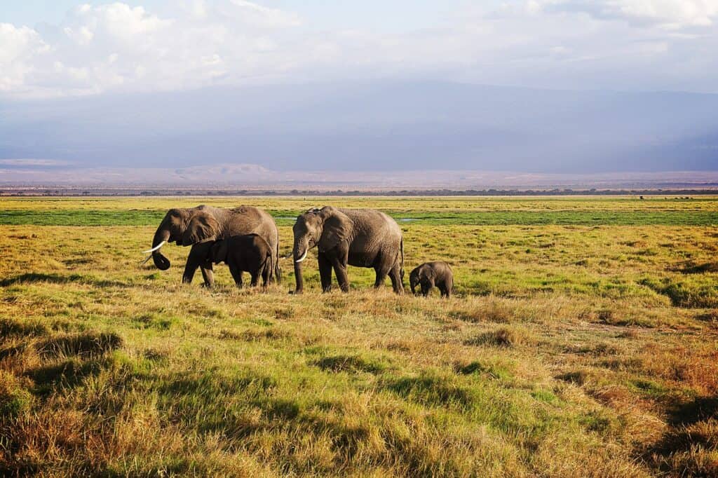 africa, park, national park