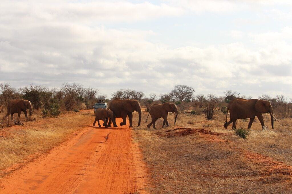 elephant, africa, safari