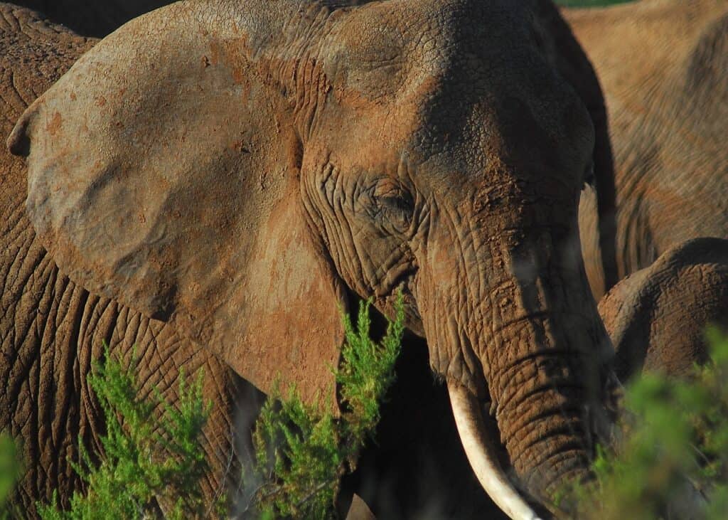 wild, elephant, africa