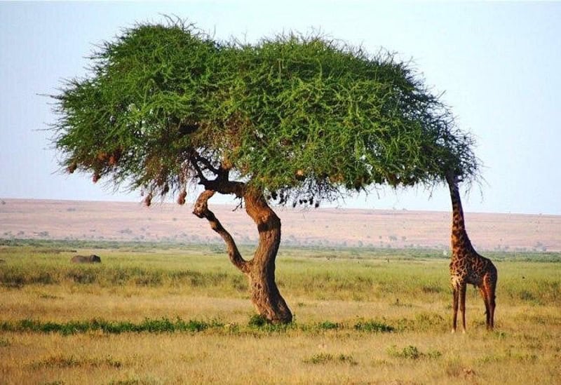 Best Time for a Kenya Safari: A Month-by-Month Guide for 2026