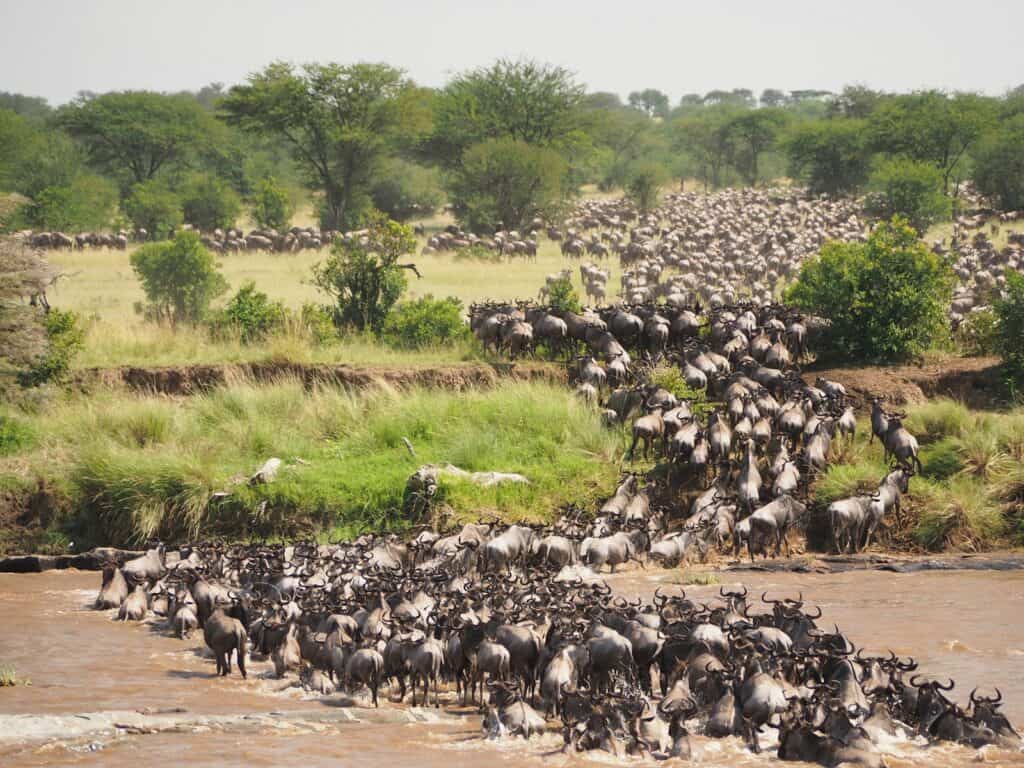 3 Days Masai Mara Group Joining Safari
