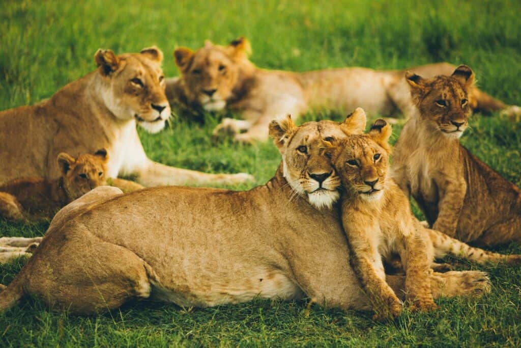 Discover the Best Safari Parks and Game Reserves Near Nairobi
