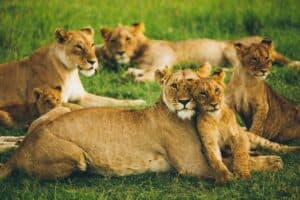 pride of lion on field while on a safari in Kenya