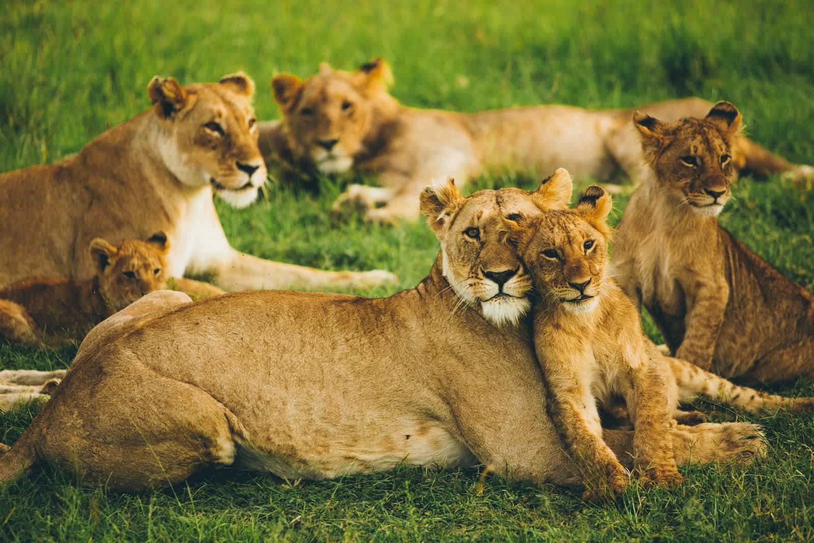 Discover the Best Safari Parks and Game Reserves Near Nairobi