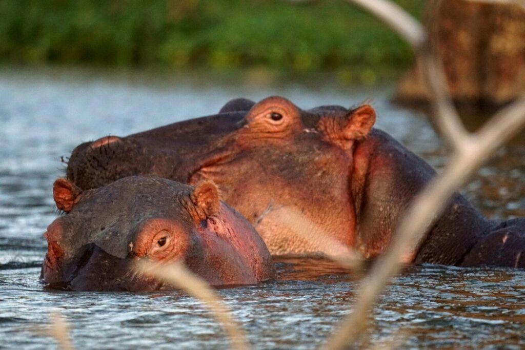 Lake Naivasha & Hell's Gate National Park Day Tour from Nairobi