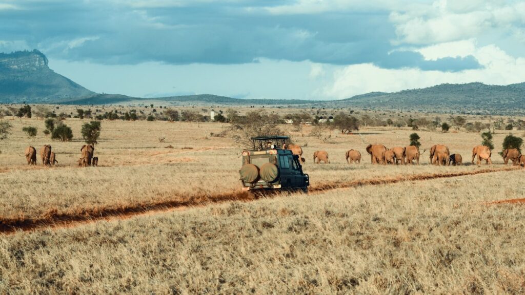 Group joining safari
