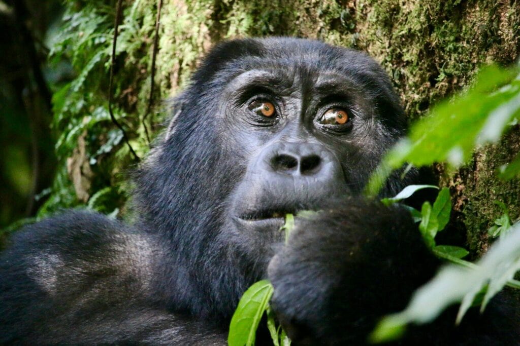 5 Days Uganda Gorilla Trekking Safari