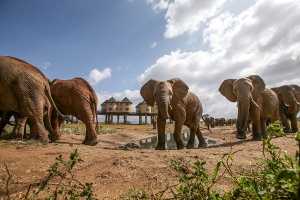 3-days-salt-lick-Tsavo-East-600x400
