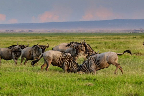 5-Days-Masai-Mara-Wildebeest-Migration-Safari-Lake-Nakuru-Aberdare-Lodge-Safari