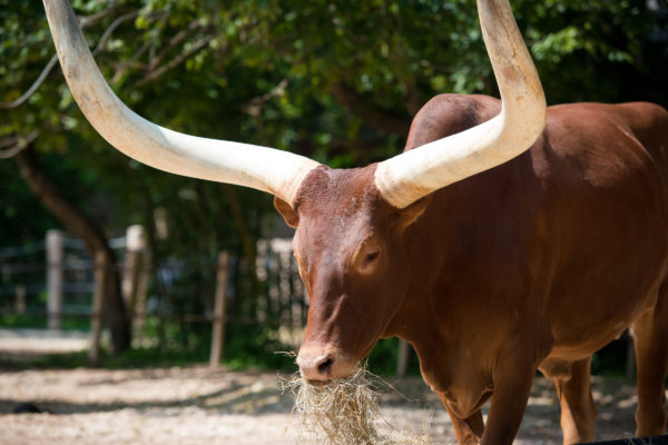 Ankole-Cattle-0020-2853-600x400