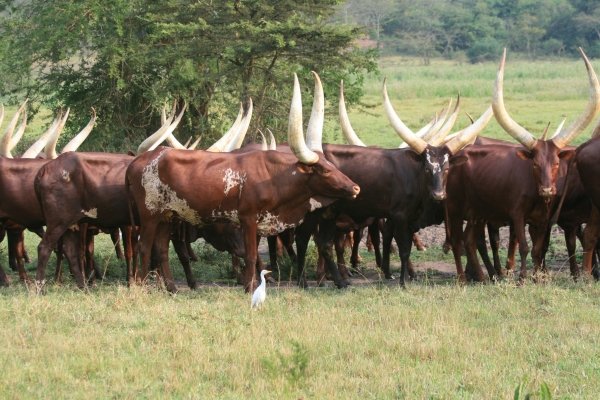Ankole-Long-Horned-Cattle-600x400