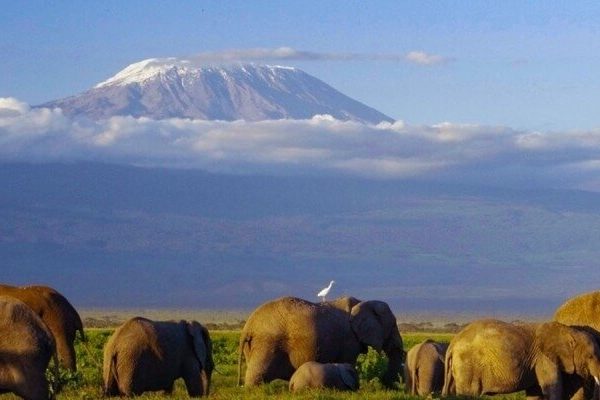 Kenya-wildlife-Safari-600x400