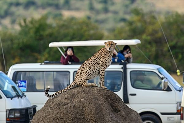 Masai-Mara-viewing-a-cheetah-600x400