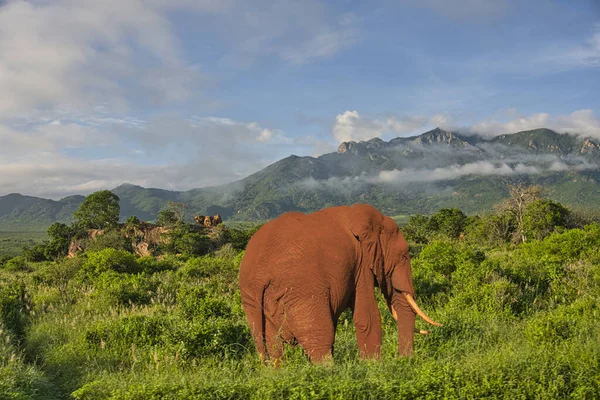 depositphotos_343720360-stock-photo-elephants-amboseli-tsavo-west-national
