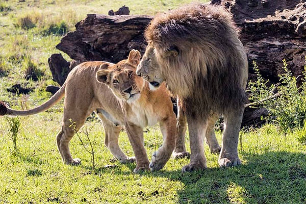lions-in-mara
